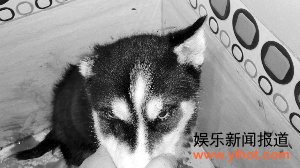 这只哈士奇被残忍地割掉了右耳