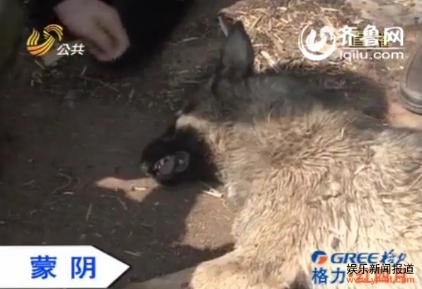 �������������� ���ǡ�ָ��Ϊ�ǡ�?